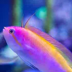 Lyretail Anthias Wallpapers