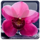 Nice Orchid Rest Live WP