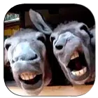 Funny videos